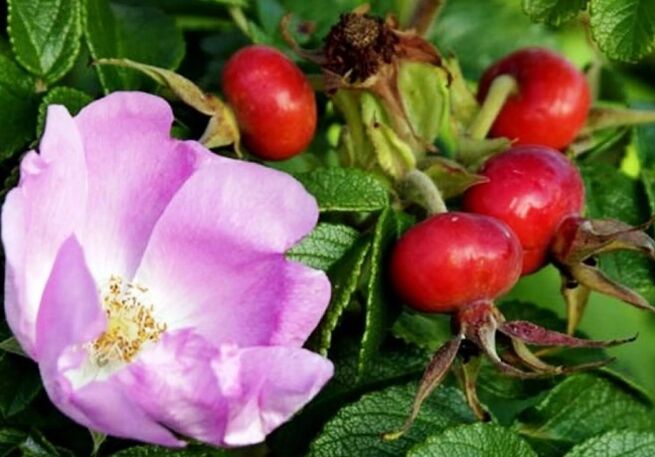 Cadeira de rosa
